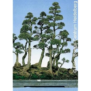 Lot De 30 Graines Bonsaï Cerisier De Sainte-Lucie (Prunus Mahaleb) - Tropica
