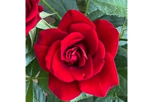 YouGarden David's Rose, Established Plant in 4 Litre Pot, Ready to Plant for Pots, Beds, and Borders