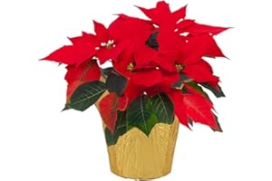 Planta de Navidad DECOALIVE - Flor de Pascua - Pascuero - Poinsettia - Planta Viva - Altura 50cm