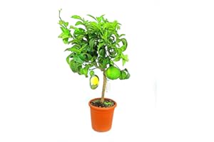 GARDEN CENTER SHOP BY VM Pamplemousse pot de 21 cm hauteur de 80-100 cm
