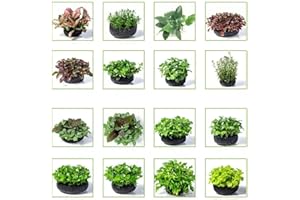 WJKWY-Q Aquarium Pflanzen Bodendecker Samen Set Aquariumpflanzen Wasserpflanzen Seltene Pflanzen Serie - Praktische Geschenke Pflanzensamen Balkon Deko Bonsai Aquarien Balkongarten Indoor Garden 150Stück