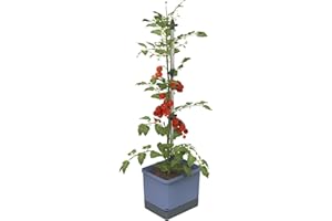 GUSTA GARDEN Tom Tomato - Vaso per pomodori - Sistema d'irrigazione con serbatoio d'acqua da 4,5 L - Supporto per piante rampicanti - Gancio di fissaggio - Volume di terra da 20L - Piante rampicanti - Blu