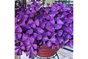 Haloppe 10 Stück Kleeblatt-Triangularis-Zwiebeln, Blumen, Pflanzen, Samen für die Hausgartenbepflanzung, Kleeblatt-Triangularis-Zwiebeln, einfach zu pflanzende Blattblumensamen Lila Oxalis-Zwiebeln