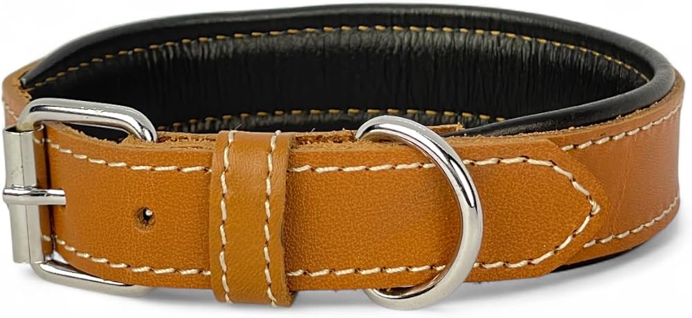 Canini Collar Rainbow S Hakiki Deri Orta & Küçük Köpek Tasması – S Beden, Orta ve Küçük Köpekler İçin Tasma, Yumuşak İç Deri, Krom Kaplamalı Toka & D-Halka, 10 Farklı Renk Seçenekleri (Taba)