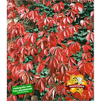 3 Sternjasmin (Immergrün & Winterhart) - 1 Meter Hecke : 3