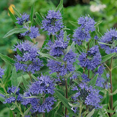 Amazon.de Pflanzenservice Hecken und Sträucher blaue Bartblume Caryopteris clandonensis „Heavenly blue“, 17 cm Topf, 1 Pflanze, blau - 2