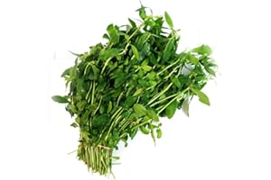 VEENAS Fresh Ponnaganni Leaves Bunch | Single Bunch | Ponnaganni Keerai | Green leafy | Health benefits | Spinach | Perfect for Vegans and Vegetarian | Indian Origin | Approx 250G