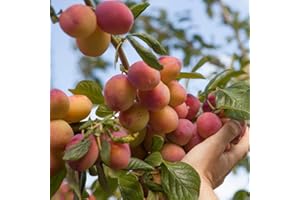 YouGarden Plum 'Victoria' Tree, Bare Root Fruit Tree, Ready to Plant, UK Garden Variety, Self-Fertile, Dwarfing Rootstock