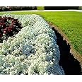 Vision4ever Sweet Alyssum - 500 Seeds - New Carpet of Snow Lobularia groundcover for for Planting Garden Yard Patio and Useful for Gift