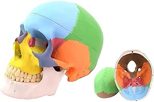 YOUYA DENTAL - Puzle de cráneo humano didáctico de 3 partes, tamaño natural, tamaño natural, modelo de cráneo humano anatómico dental para anatomía médica colorida y enseñanza dental