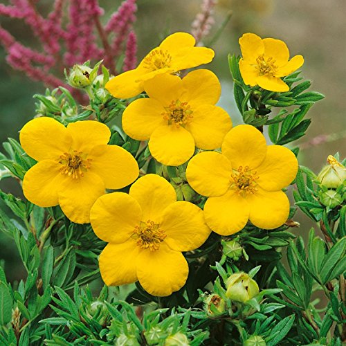 Fünffingerstrauch zum Stämmchen gezogen gelb blühend, 1 Pflanze - 2