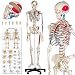 Produktbild TecTake Anatomie Muskel Skelett Modell lebensgroß 180cm mit Muskelbemalung und Nummerierung + Anatomieposter und Staubschutz