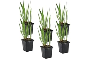 BLOOMIQUE 6x Iris 'Kaempferi' – Iris giapponese – Pianta da laghetto – Resistente – ⌀9 cm - 20-30 cm