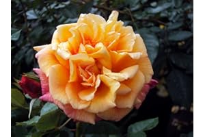 GARTENCENTER BARTELS Kletterrose Kordes Rose Aloha ® Containerrosen im großen 7,5 Liter Topf