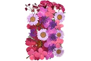 KTBEYTI Pressati Fiori Secchi Reali per Decorazioni Resina Fiori Pressati Naturali per Floreali Collezione Regalo e Scrapbook Craft Decorazione della Cassa del Telefono (Porpora)