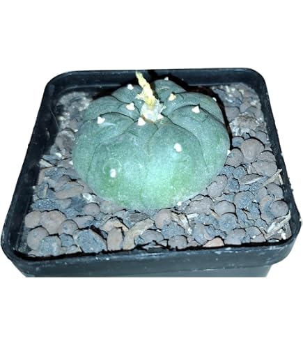 Lophophora williamsii, Kaktus, 4-4,5cm : Amazon.de: Garten
