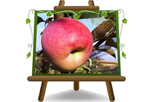 EURO PLANTS VIVAI Pommiers Florina - Plante fruitière Porte greffe M9 sur pot 26 - arbre max 200 cm - 4 ans