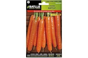 Semillas Batlle Carottes de Nantes 5 - Cylindre