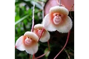 Haloppe 100/200 piezas cara de mono flores de orquídeas semillas de plantas para plantar en el jardín del hogar, semillas de flores raras semillas de plantas de forma novedosa para jardín 200 piez