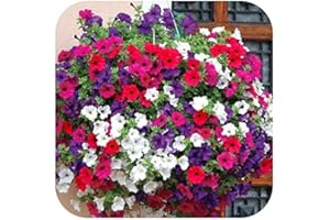 Petunia Super Cascade Mini Plug Plants x 24 for Potting On, Hanging Basket Plants by Growtanical®