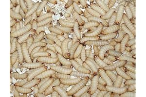 Feeders & more 1kg Bienenmaden, Wachsmaden Angelköder Futtertiere **MEGADEAL** lebend & frisch