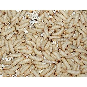 1kg Bienenmaden, Wachsmaden Angelköder Futtertiere **MEGADEAL** lebend & frisch