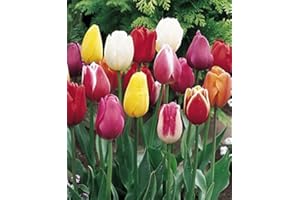 TULIPS BY MILLTHORPE PLANT CENTRE Triumph Tulip Bulbs - 100 Mixed - Create A Stunning Spring Bulb Display - Millthorpe Plant Centre