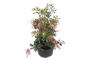 HARRO'S PFLANZENWELT Pieris japonica ''Polar Passion'' - Schattenglöckchen, Lavendelheide kleinbleibender immergrüner, winterharter Strauch -17 cm Topf