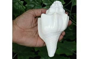 ASHIRWAD Shankh Vamavarti Dattatreya - Coquille de conque - Rituel Puja - Shankhnaad (18,8 cm)