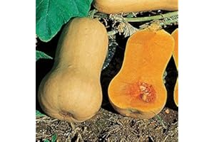 PAGANO DOMENICO E FIGLI SEMENTI DAL 1954 ZUCCA NOCE DI BURRO NR.20 SEMI BUTTERNUT