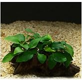Anubias Barteri Var 5-6 Yapraklı K&ouml;k Canlı Bitki