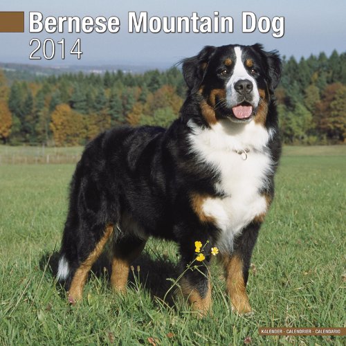Download BERNESE MOUNTAIN DOG UK SQUARE 2014 WALL CALENDAR BRAND NEW & SEALED]