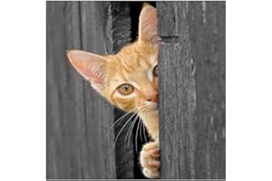 Jm-Déco Sticker boites aux Lettres Chat 30x30cm