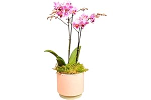 Happy Planting UK Phalenopsis Plant, Pot Included, House Live Potted Twin Spiked Orchid Phalaenopsis Perfect, Pink