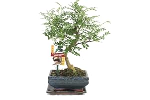 Exotenherz - Bonsai Szechuan-Pfeffer - Zanthoxylum piperitum - ca. 6 Jahre