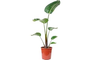VIPARPLANT Planta de Interior y Exterior Natural de 100 cm Altura - Plantas Naturales- Planta de interior de decoración - Planta Natural - Planta Viva (Strelitzia)