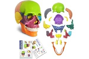 EVOTECH SCIENTIFIC Mini Human Skull Model, Didactic 15 Parts Palm-Sized Anatomy Skull Model, Exploded Skull, Medical Teaching Learning, Students Learning Education, Skull Puzzle, Colored