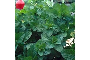 Mint 'Moroccan' - (Mentha Viridis) Living herb - Fresh herb - Grow Your own - Evergreen Garden Plant | Tasty Culinary Herb by Park Farm Plants (1 x 9cm Pot)