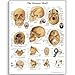 Produktbild 3B Scientific Lehrtafel The Human Skull Der menschliche Schädel, unlaminated