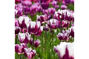 BRKENT Bulbi Tulipani Di Fiori Perenni Rustici Tulipani Esotici Fiori Decorazione Ornamentali Bulbi Piante Da Balcone Fioriere Da Giardino Mazzo Di Fiori Da Giardino 15 Bulbi Di Tulipano Viola Bianco