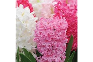 Hyacinth Bulbs Hardy Indoor Plant, Berries and Cream Mixture with Pink Flowers, Supplied as 8 x Hyacinth Berries & Cream Mixture Bulbs (Size 16/17) by Thompson & Morgan