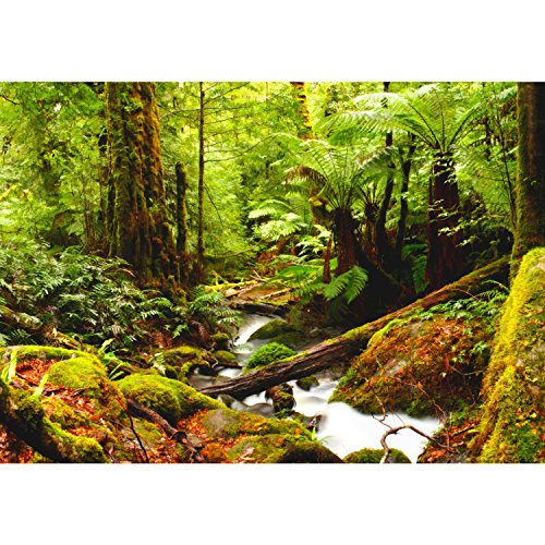 Fototapete Wald 308 x 220 cm – Vliestapete – Wandtapete – Vlies Phototapete – Wand – Wandbilder XXL – !!! 100% MADE IN GERMANY !!! Runa Tapete 9037010b - 6