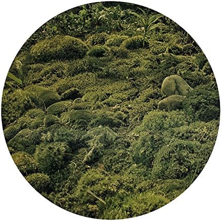 Surface Collective "Moss" DIY PEEL AND STICK REMOVABLE Printed Wall Canvas WALLPAPER FOR LIVING ROOM, Woven Polyester, Large, 71x71 cm