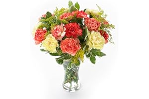 Sendabunch Luxury Mixed Carnation Bouquet - 24 Fresh Stems with Free Box of Belgian Chocolates & Gift Message Card - UK Flower Delivery for Valentines Day, Birthday, Mother’s Day & Special Occasions