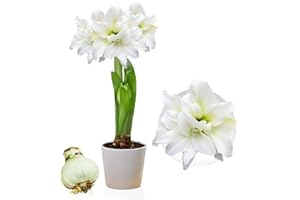 DUTCH BULBS EXCLUSIVE PLANTS FROM HOLLAND Amaryllis Double White Zwiebel, 1 bulbo de flor en formato grande 26/30, Exclusivo plantas y flores de Holanda, Bulbos de Hippeastrum reales (no semillas, no cera y no artificiales)