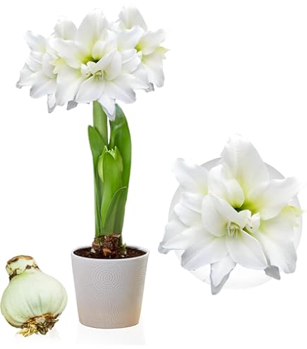 Tasc Amaryllis Roi Lion - 1 Grand Bulbe à Fleurs | Home Depot Canada