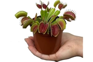 DECOALIVE Venus Atrapamoscas - Dionaea Muscipula - Maceta 9cm - Planta viva - Envío 24 Horas