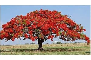 EXOTIC PLANTS Delonix regia - Flamboyant - 10 graines