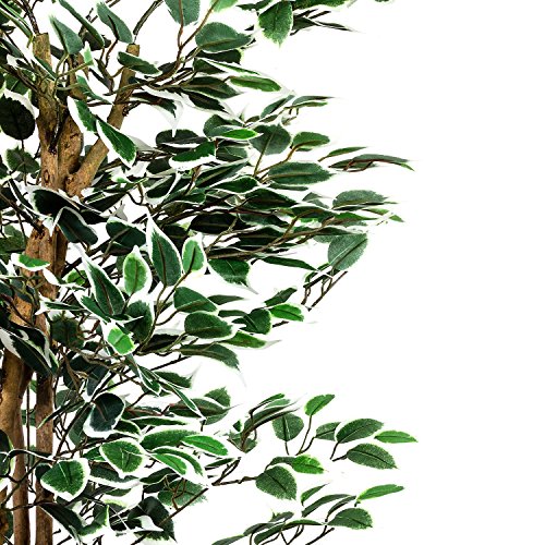 Großer grüner Ficus Baum, Echtholzstamm, Kunstbaum, Kunstpflanze, Dekobaum – Variante: 160 oder 190 cm - 3