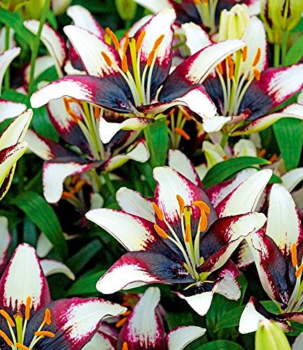 BALDUR-Garten Lilie "Curitiba®",3 Knollen